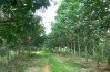Cần cân nhắc việc phá bỏ diện tích cây cao su